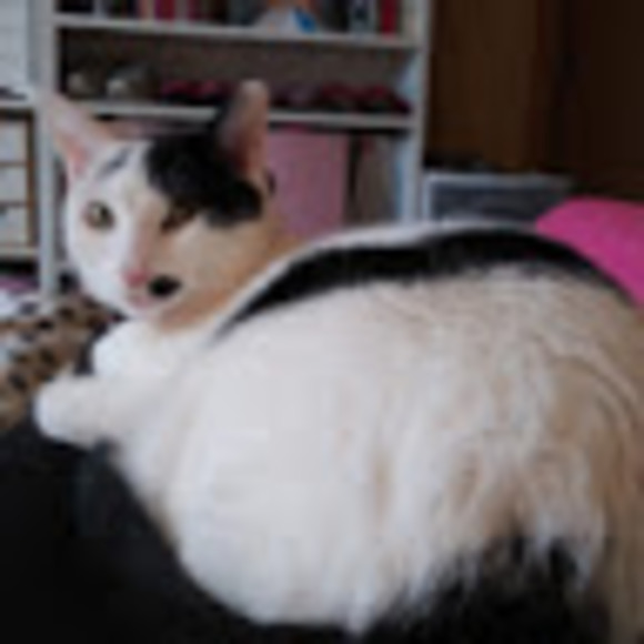 Meet your Posher, Miranda - Picture 1 of 1